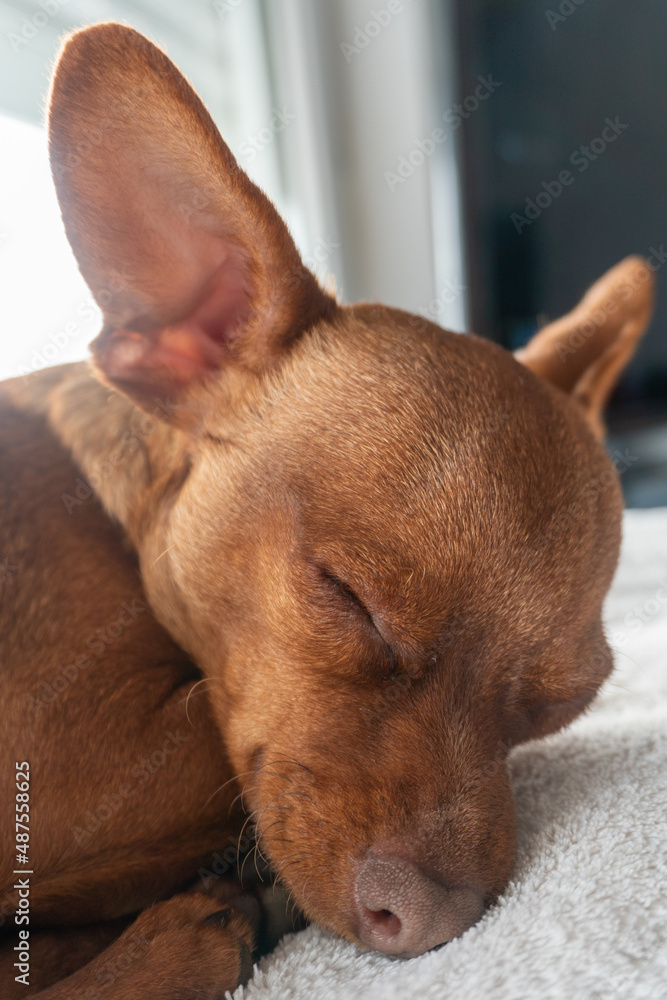 Small brown breed dog sleeping curled up Small brown breed dog sleeping curled up