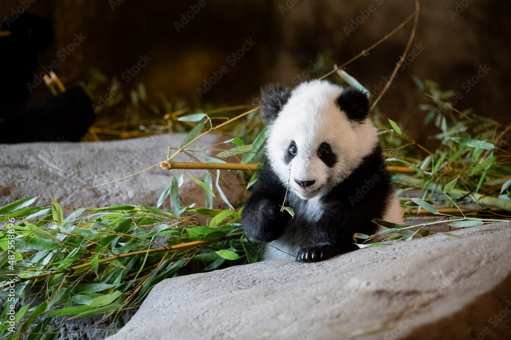 Fototapeta premium Young five month old panda cub eating its first bamboo leaves