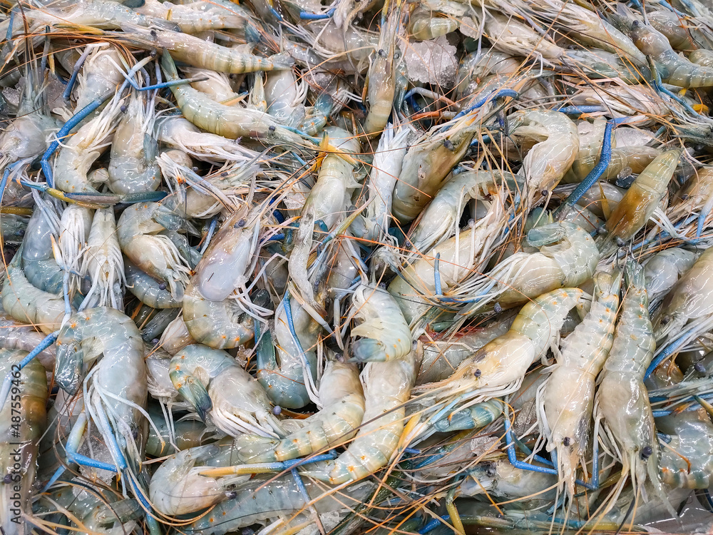 Fresh shrimp prawns for sale in the market seafood restaurant, raw shrimps on ice