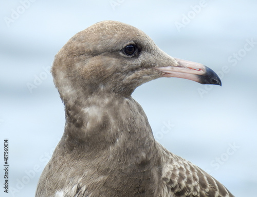 seagull