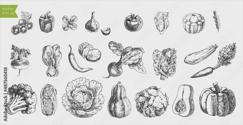 Black and white engraved vegetables. Vector illustration Black and white engraved vegetables. Vector illustration