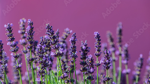 Fototapeta Naklejka Na Ścianę i Meble -  Blooming lavender flowers.