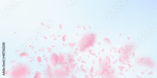 Sakura petals falling down. Romantic pink flowers explosion. Flying petals on blue sky wide background. Love, romance concept. Grand wedding invitation.