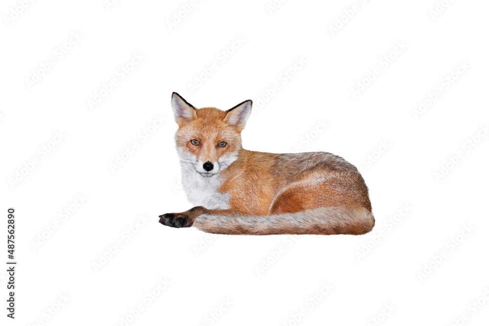 Obraz premium fox lies isolated on white background