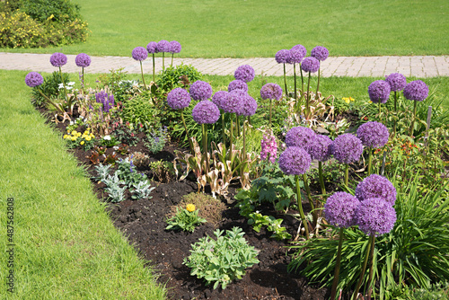 Obraz na plátně purple allium flower balls, flowerbed in the park