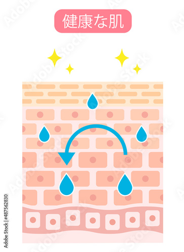 健康な肌　断面図　