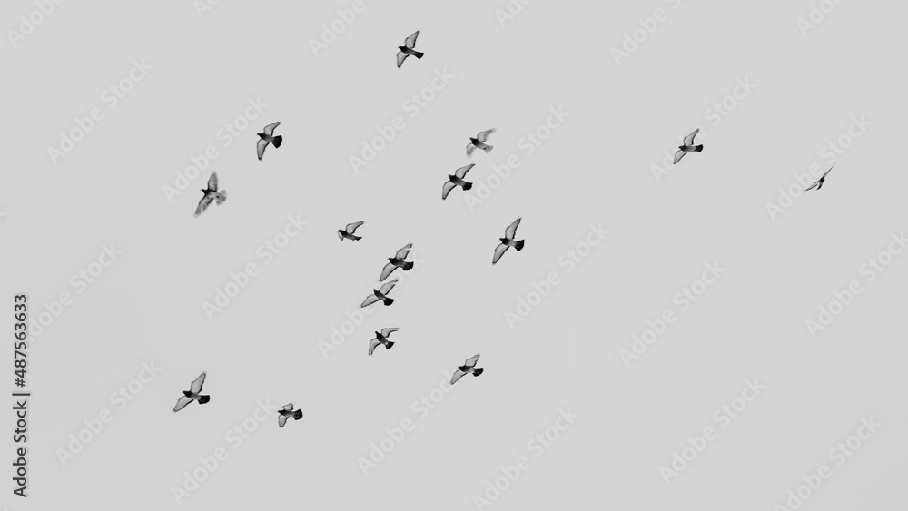 Black and white view of pigeons flying in the sky in groups. Flock of pigeons flying at the grey sky. Selective focus.