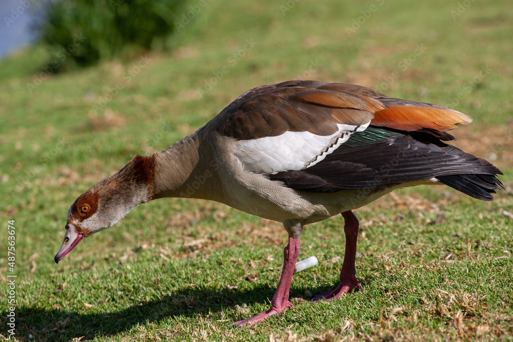 Obraz premium Egyptian goose