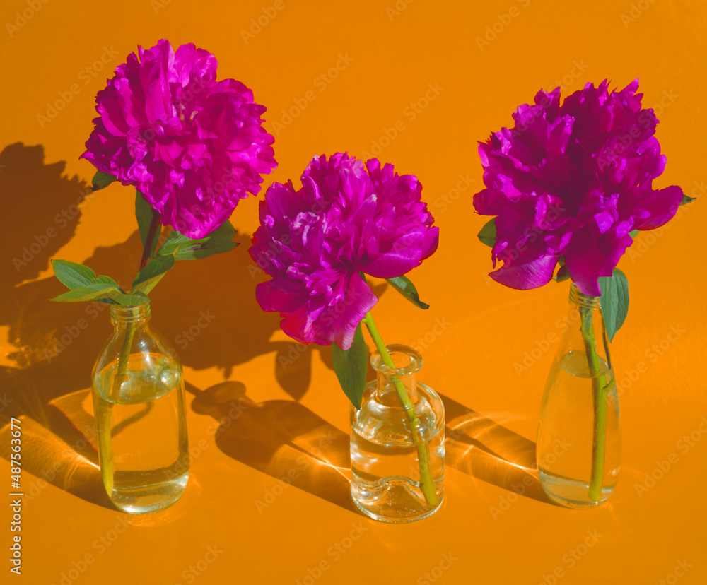 Pink peony flowers in glass bottles on orange background. Minimalist flower concept. Purple roses flower in vase. Spring background. Floral aesthetic. Splendid nature. Bouquet of roses or peonies. Pink peony flowers in glass bottles on orange background. Minimalist flower concept. Purple roses flower in vase. Spring background. Floral aesthetic. Splendid nature. Bouquet of roses or peonies.