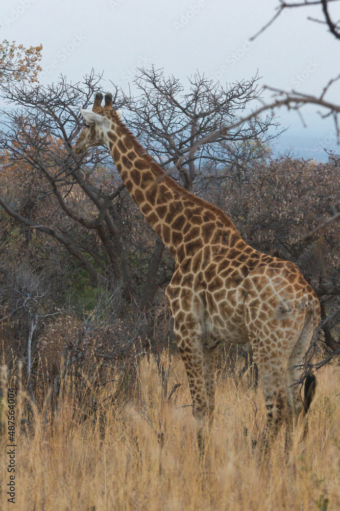 Obraz premium Giraffe