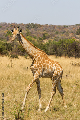 Canvas Print Giraffe