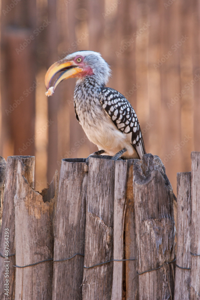 Obraz premium Southern yellow-billed hornbill 