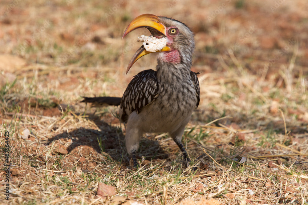 Fototapeta premium Southern yellow-billed hornbill 