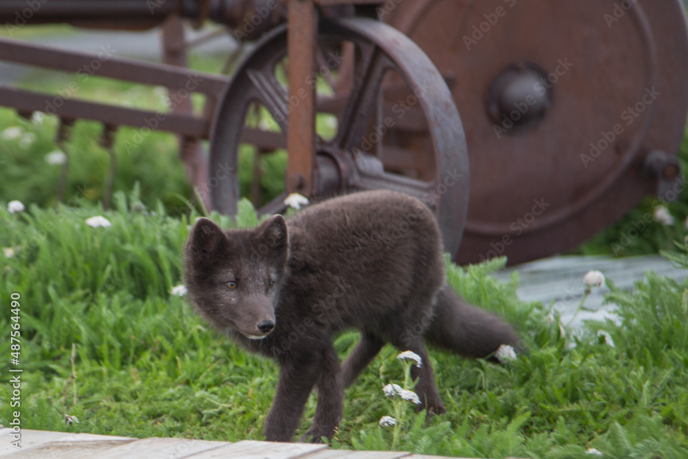 Fototapeta premium An arctic fox cub with summer colored fur
