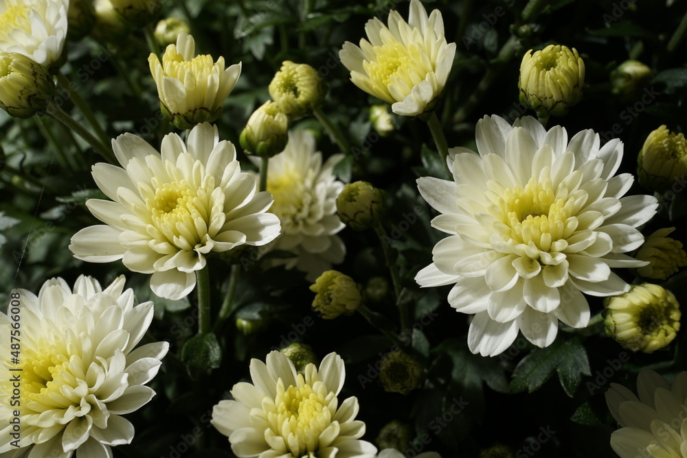 White flowers, Close up of white aster flowers. White flowers, Close up of white aster flowers.