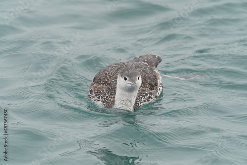 red throated loon in the sea