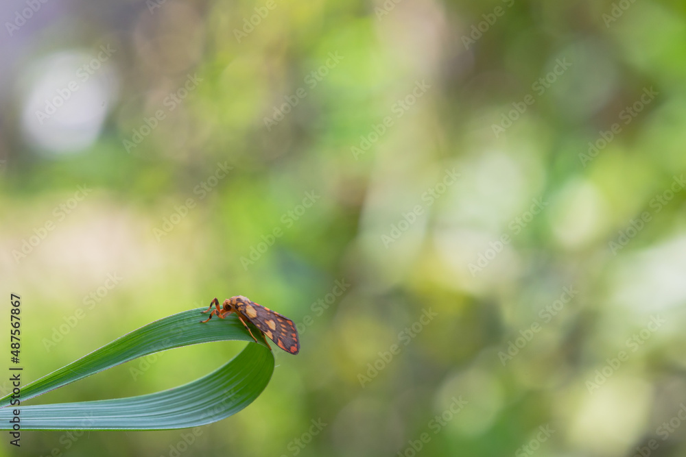 unique insects with blur & bokeh background
beautiful butterfly and dragonfly on blur background