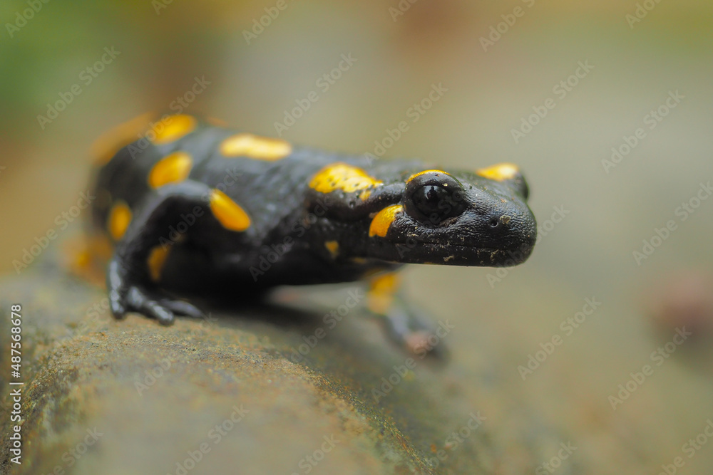 Fire Salamander on the rock, Salamandra salamandra. Fire Salamander on the rock, Salamandra salamandra.