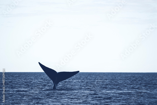 Whale tail out of water, Peninsula valdes,Patagonia,Argentina. © foto4440