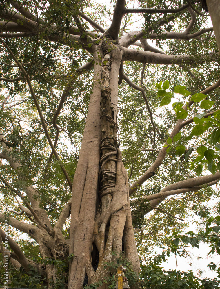 Unakoti, India - January 23 2022: A tall banyan tree at Unakoti Unakoti, India - January 23 2022: A tall banyan tree at Unakoti