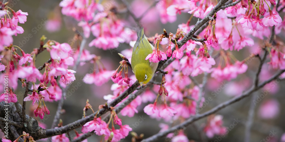 桜とメジロ
