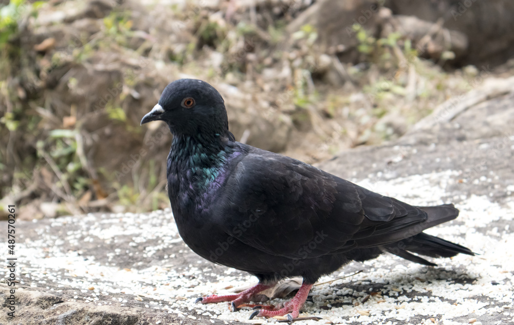 One Pigeon in the rocks of unakoti, tripura One Pigeon in the rocks of unakoti, tripura
