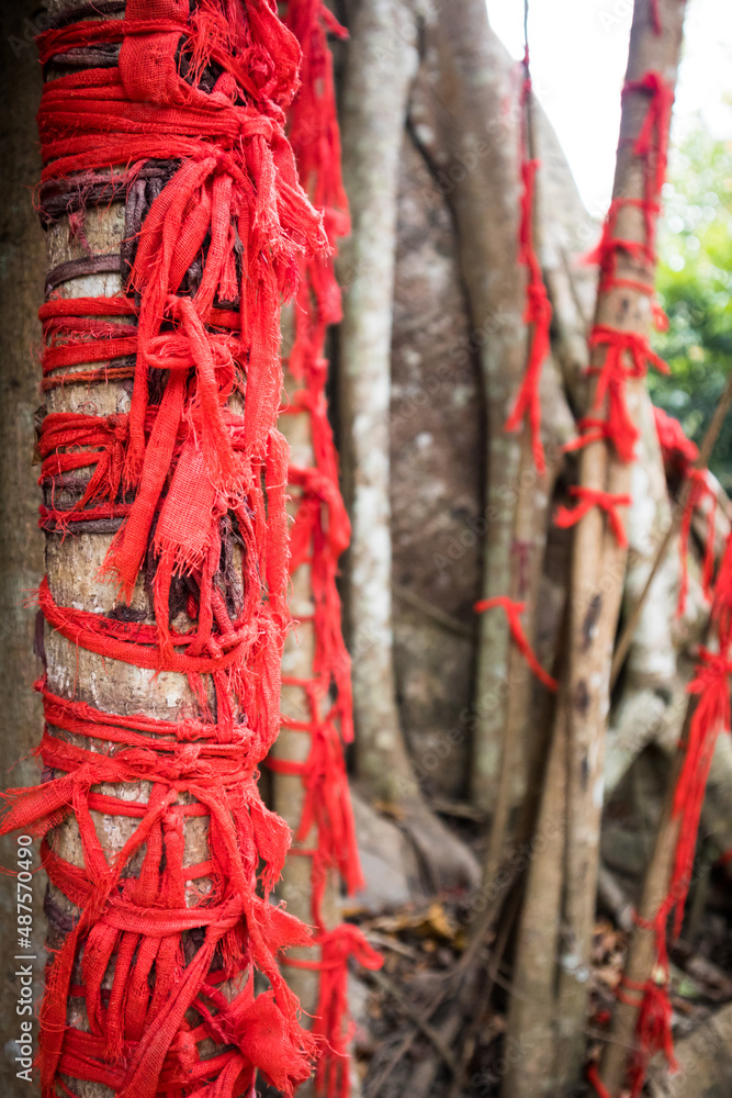 Red cloth piece tied in a banyan tree by the devotees