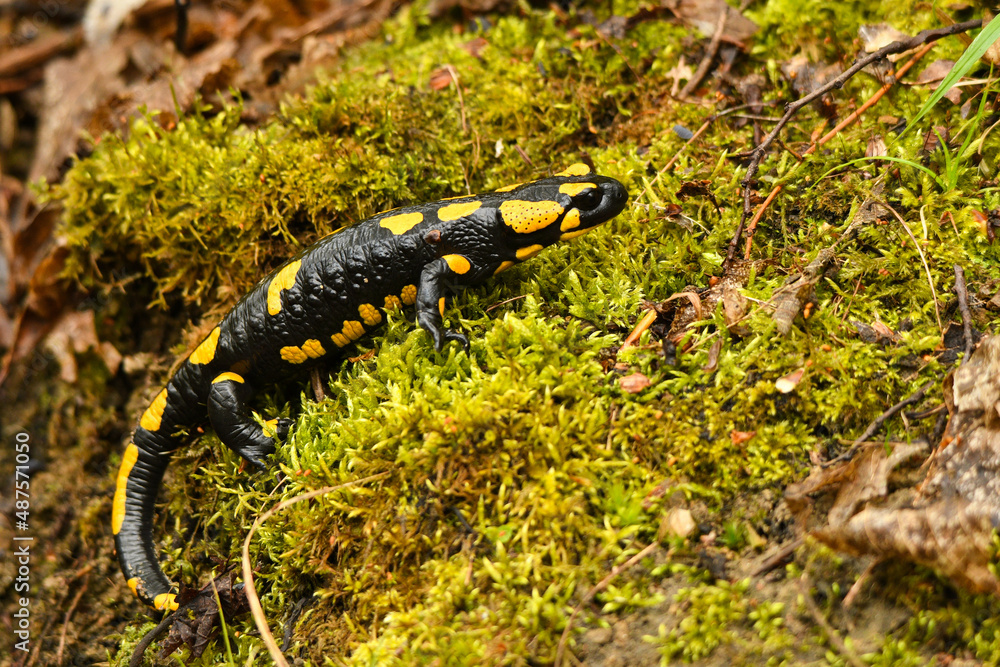 Fire Salamander on the rock, Salamandra salamandra.