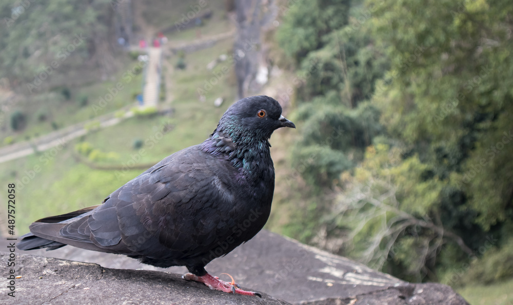 One Pigeon in the rocks of unakoti, tripura One Pigeon in the rocks of unakoti, tripura