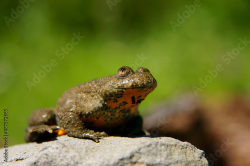 Yellow-Bellied Toad on the rock  Bombina variegata   Bieszczady Mountains  Carpathians  Poland.