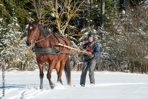 Skioring, winter sports with horse. A man stands on skis and lets himself be dragged by his horse through the winter landscape. Skijoring is a winter sport, which has its roots in Scandinavia.