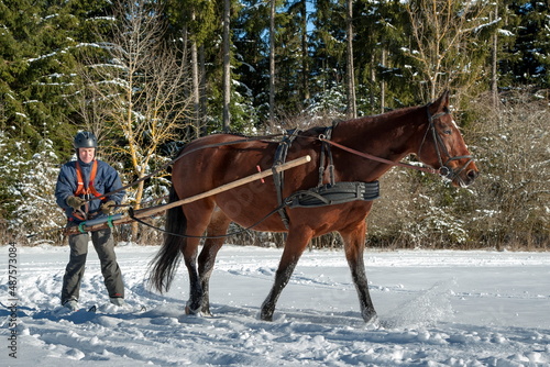 Skioring, winter sports with horse. A man stands on skis and lets himself be dragged by his horse through the winter landscape. Skijoring is a winter sport, which has its roots in Scandinavia.