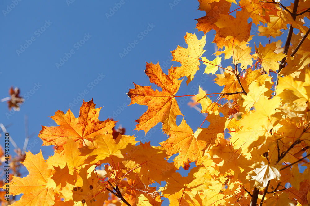 Fototapeta premium Ahorn (Acer ), Golgelbes Herbstlaub an einem Baum hängend, Deutschland