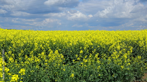 A blooming rape field