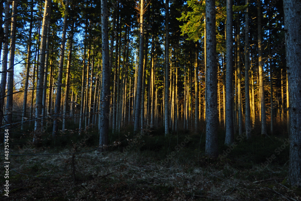 light-flooded forest near munich bavaria light-flooded forest near munich bavaria