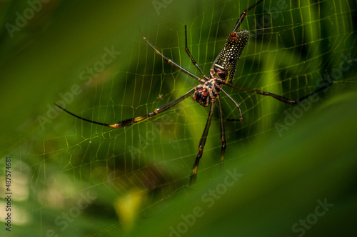 spider on a web