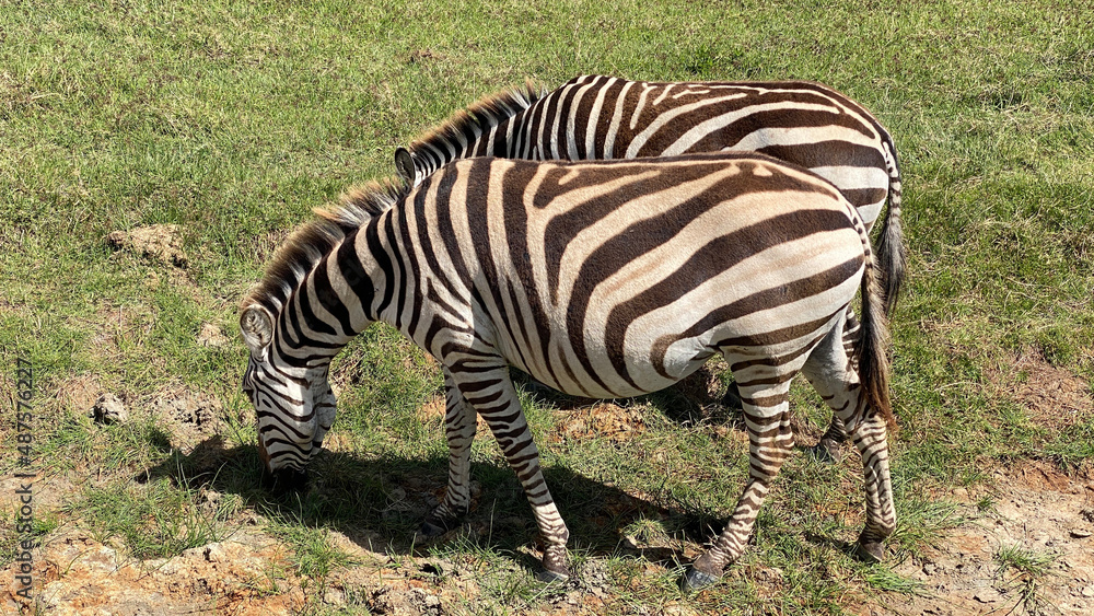 Two beautiful striped black and white zebras nibble grass in the Ngorongoro National Park. Safari in Tanzania Two beautiful striped black and white zebras nibble grass in the Ngorongoro National Park. Safari in Tanzania