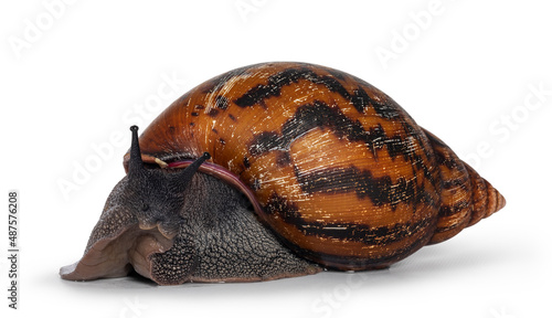 Adult size frican Giant Ghanese snail aka Giant African snail, Giant tiger land snail or Achatina Achatina , moving side ways. Looking towards camera. isolated on a white background.