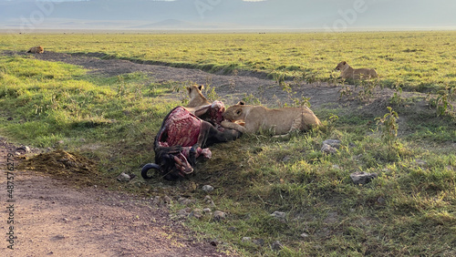 A lioness eats meat from a dead buffalo in Ngorongoro National Park. Long shot.