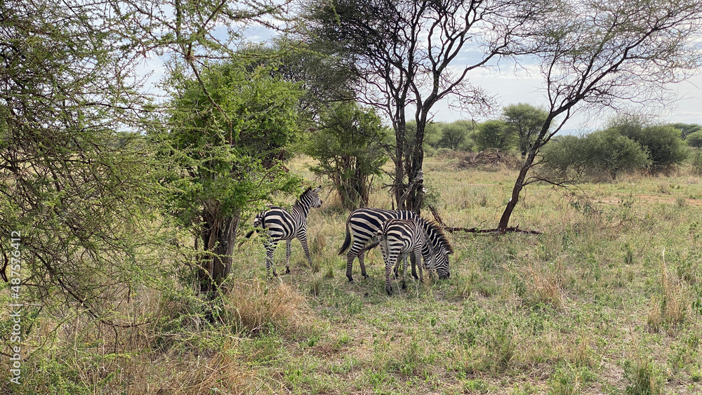 Naklejka premium Several zebras nibble grass in the green fields of the Serengeti National Park. Safari in Tanzania.