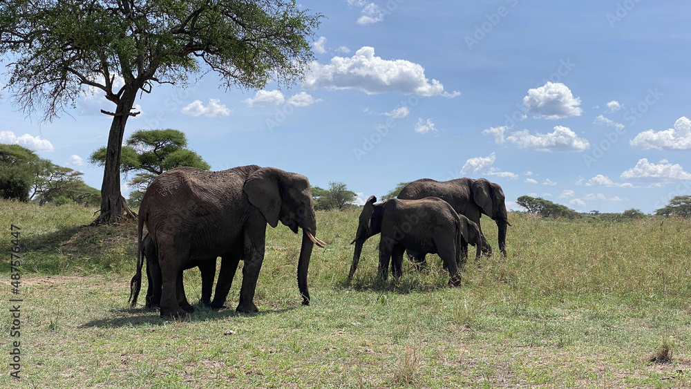 A family of several elephants grazes on a green field in the Serengeti National Park. Safari in Tanzania.
