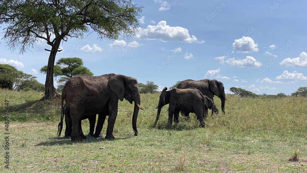 A family of several elephants grazes on a green field in the Serengeti National Park. Safari in Tanzania. A family of several elephants grazes on a green field in the Serengeti National Park. Safari in Tanzania.