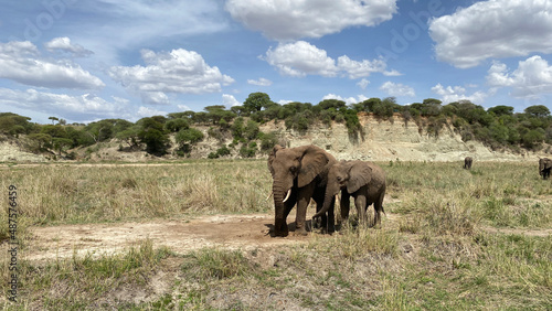 An elephant mother and her baby elephant walk through a green field in the Serengeti National Park. Safari in Tanzania.