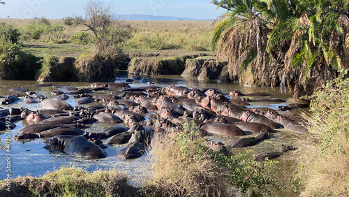 A large group of hippos splash in a lake in the Serengeti National Park. Long shot.