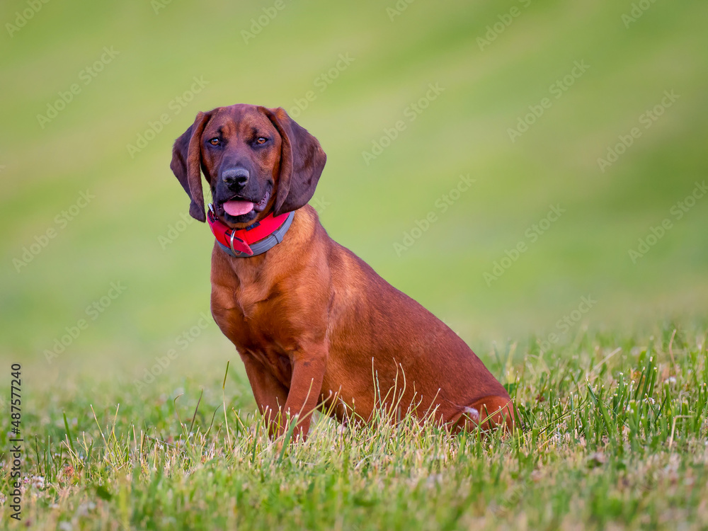 portrait of bavarian hound on green meadow