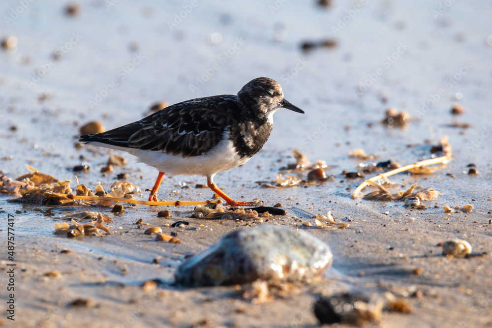 Turnstone bird on Horsey Gap beach, north Norfolk. January 2022. Turnstone bird on Horsey Gap beach, north Norfolk. January 2022.