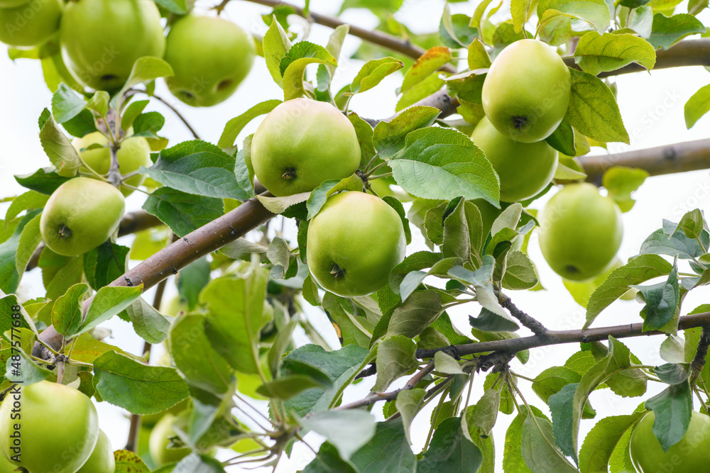 Lots of green apples on the tree. Summer and autumn background Lots of green apples on the tree. Summer and autumn background