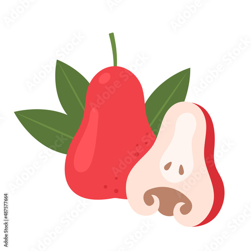 Watery rose apple whole fruit and half sliced isolated on white background. Ripe wax apple, wax jambu or java apple icon for package design. Vector illustration of tropical fruits in flat style.