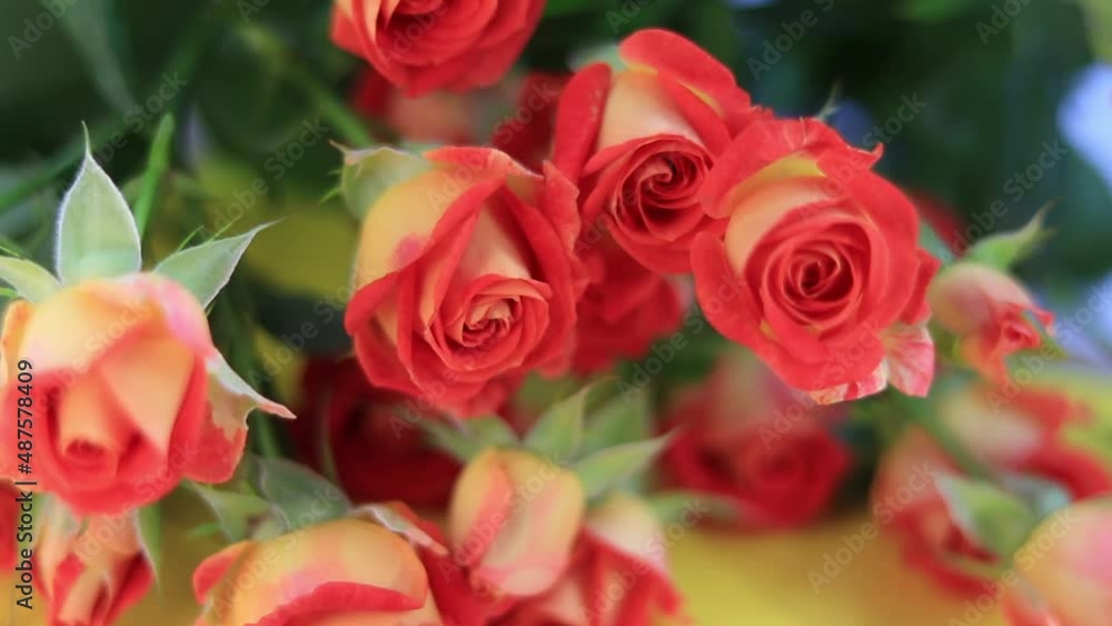 Shrub roses on the table Shrub roses on the table