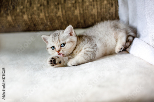 Cute, funny grey striped British kitten, lying on a white blanket and licking his paw.